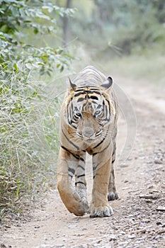 Bengal tiger walking on forest path