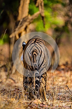 A Bengal Tiger walking through the jungle to rest in Bandhavgarh