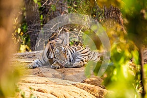 A Bengal Tiger walking through the jungle to rest in Bandhavgarh