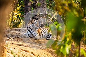 A Bengal Tiger walking through the jungle to rest in Bandhavgarh