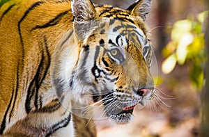 Bengal Tiger walking through the jungle to a waterhole