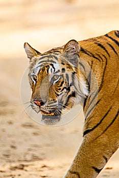 Bengal Tiger walking through the jungle to a waterhole
