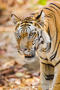 Bengal Tiger walking through the jungle to a waterhole