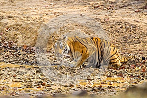 Bengal Tiger walking through the jungle to a waterhole