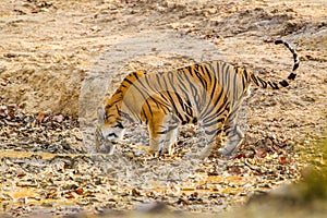 Bengal Tiger walking through the jungle to a waterhole