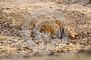 A Bengal Tiger walking through the jungle to a waterhole in Bandhavgarh