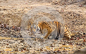 A Bengal Tiger walking through the jungle to a waterhole in Bandhavgarh