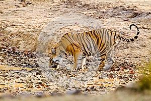 A Bengal Tiger walking through the jungle to a waterhole in Bandhavgarh