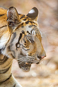 A Bengal Tiger walking through the jungle to a waterhole in Bandhavgarh