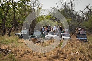 Bengal tiger walking past five crowded jeeps