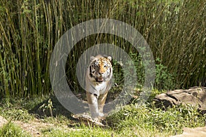 Bengal tiger walking toward camera