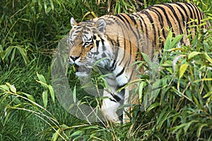 Bengal Tiger walking through vegetation