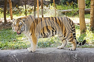 Bengal tiger walking