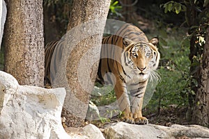 Bengal tiger walking