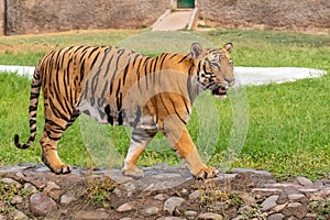 Bengal Tiger walking in Zoological Park