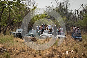 Bengal tiger walks past five crowded jeeps