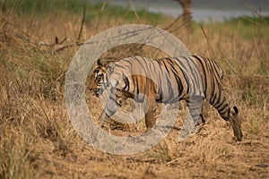Bengal tiger walks right-to-left in dry grassland