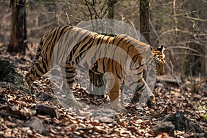 Bengal tiger walks through woods in sunshine