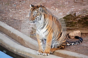 Bengal Tiger at the Washington DC Zoo Near Pond