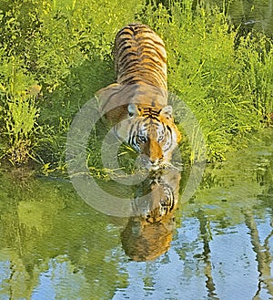 Bengal tiger at waters edge,watercolor painting photo