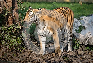 Bengal tiger in a wildlife animal reserve in India.