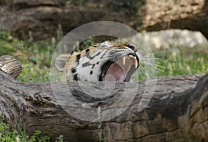 A Bengal tiger Yawning