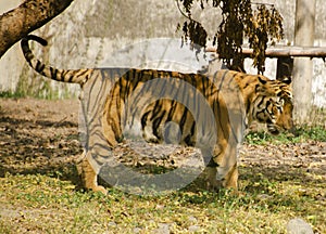 A bengal tiger at a zoo