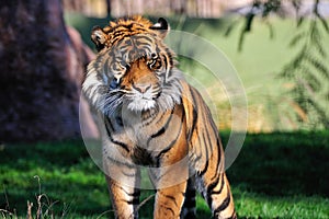 Bengal tiger in zoo