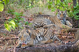 Bengal Tigers of Bandhavgarh national park India
