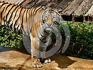 Bengal tigers.