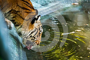 Bengal tigers are drinking water.