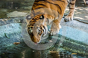 Bengal tigers are drinking water.