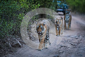 Bengal tigers on an evening stroll on a jungle track in a pattern