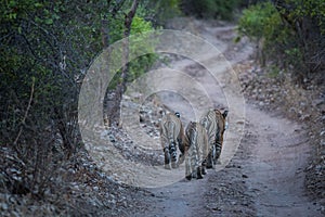 Bengal tigers on an evening stroll on a jungle track in a pattern