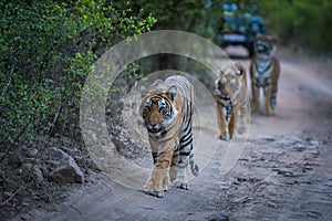 Bengal tigers on an evening stroll on a jungle track in a pattern photo