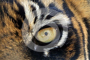 Bengal tigers animal eye looking at camera