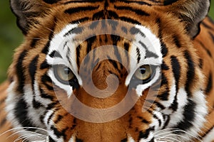 Bengal tigers fur pattern exudes aggression in fierce stare