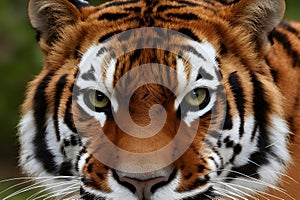 Bengal tigers fur pattern exudes aggression in fierce stare