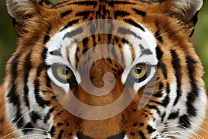 Bengal tigers fur pattern exudes aggression in fierce stare