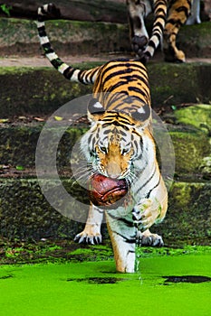 Bengal tigers swim