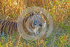 Bengal tigress lying in grass
