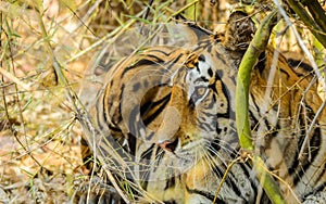 Bengal Tigress resting