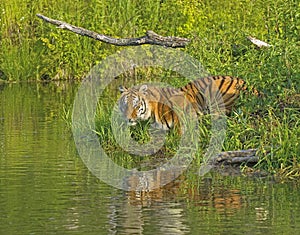 Bengal tigress at waters edge