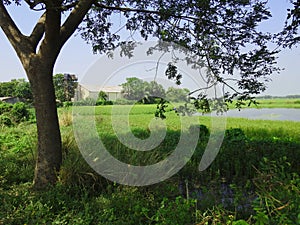 Bengal village green paddy field photo