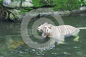 Bengal White Tiger