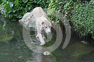 Bengal White Tiger