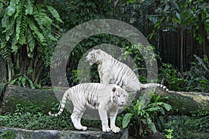 Bengal White Tiger