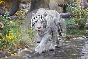 Bengal white tiger.