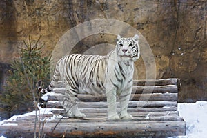 Bengal white tiger