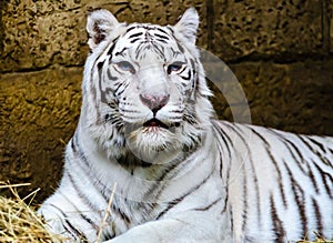 Bengal white tiger